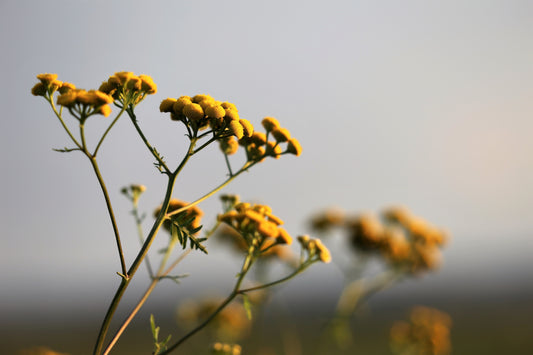 L'Immortelle : régénérant, anti-oxydant et stimulant.