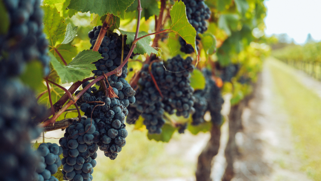 L'Eau de Raisin : Apaisante, hydratante, antioxydantes et pré-biotique