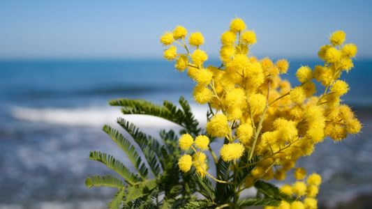 Le Mimosa : Régénérant et antioxydant