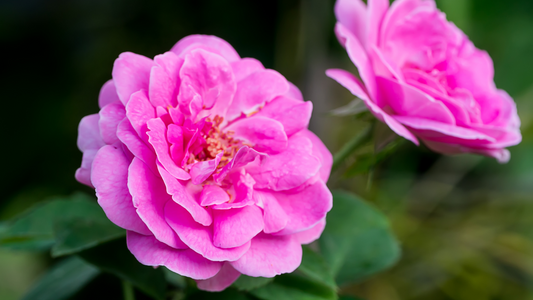 L'Eau de Rose de Damas : Eclatante et apaisement